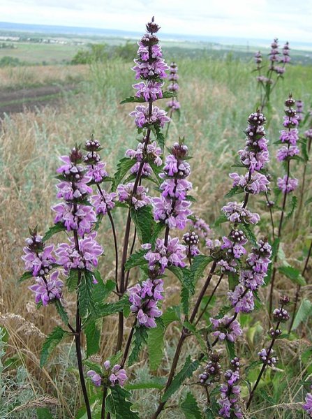 Phlomis tuberosa Mukulapaloyrtti